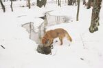 雪地中觅食的棕色狐狸
