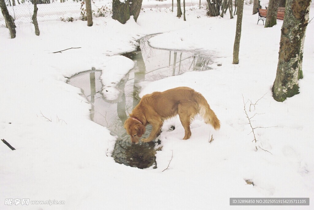 雪地中觅食的棕色狐狸