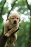 可爱幼犬趴于树枝上