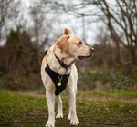 户外站立的可爱拉布拉多犬