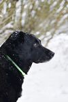 雪中黑狗侧影
