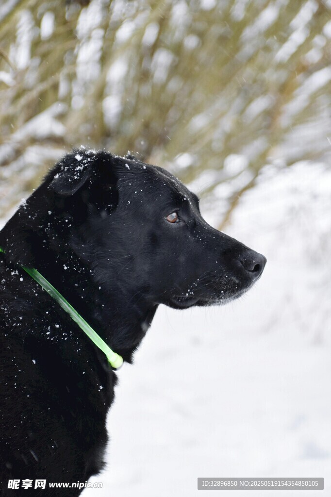 雪中黑狗侧影