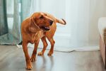 可爱棕犬室内甩头瞬间