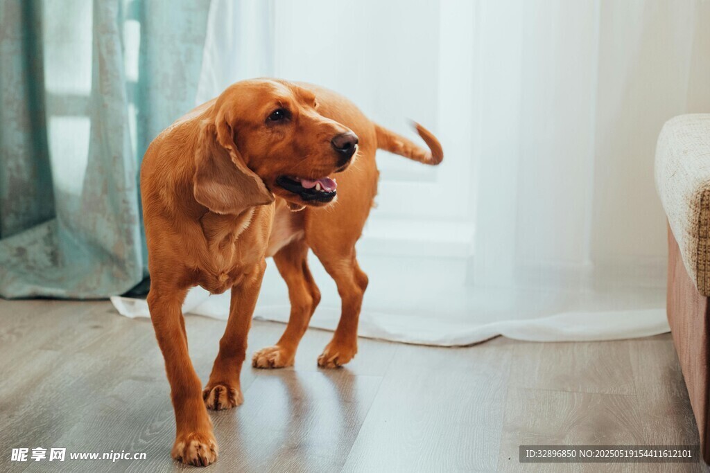 可爱棕犬室内甩头瞬间