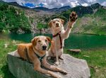 两犬于山水间惬意摆拍