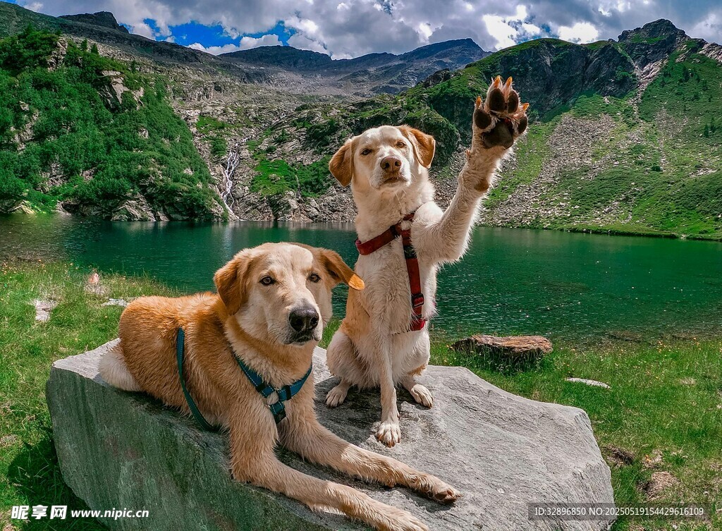 两犬于山水间惬意摆拍