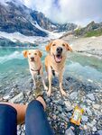 与两萌犬共赏山水美景