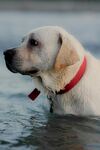 水中的拉布拉多犬