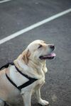 路边可爱拉布拉多犬