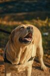 阳光下的快乐拉布拉多犬