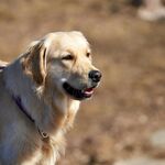 阳光下的金毛犬