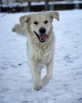 雪地中奔跑的快乐金毛犬