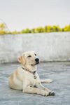 趴着的可爱拉布拉多犬