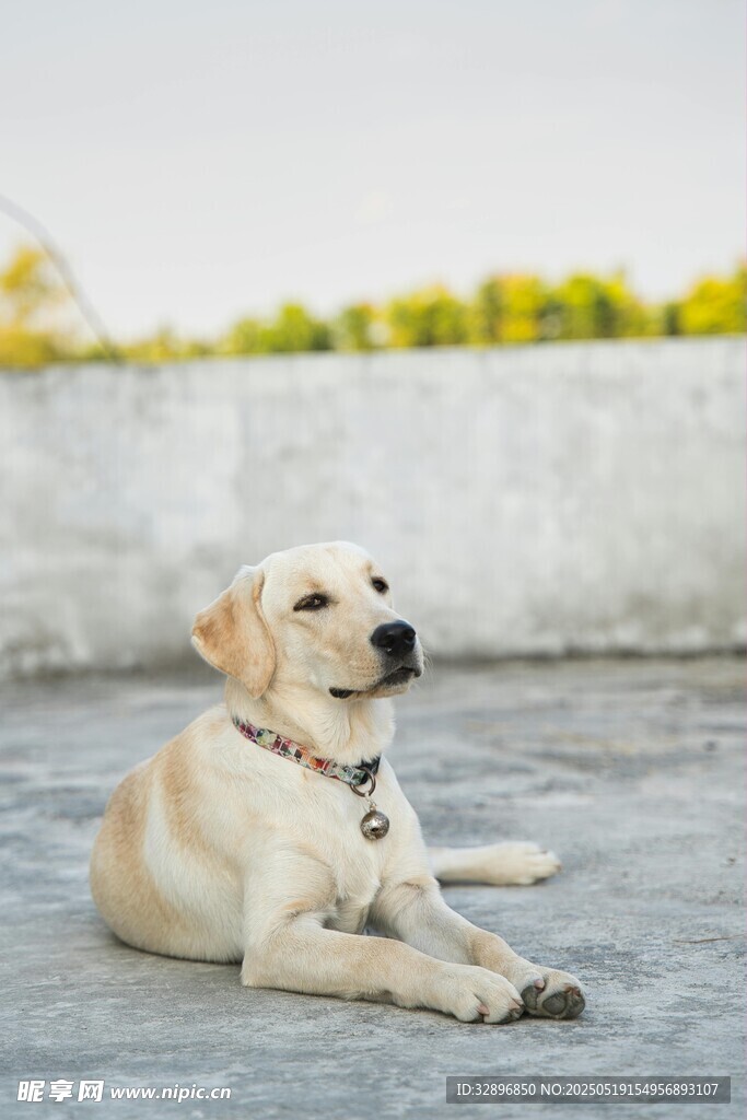 趴着的可爱拉布拉多犬