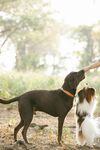 人与两犬互动温馨瞬间