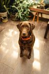 可爱巧克力色拉布拉多犬