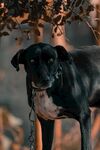 夕阳下的黑犬