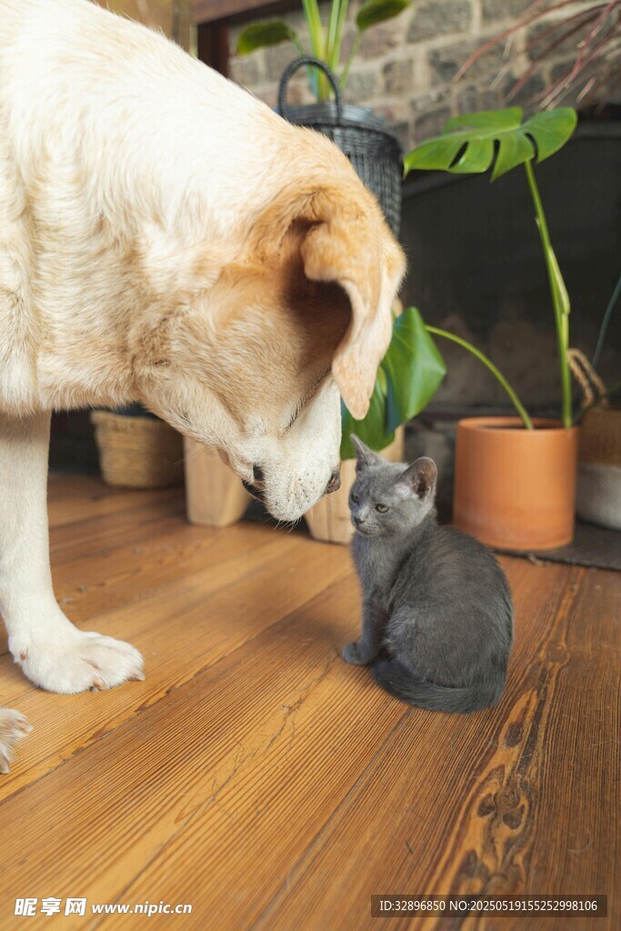大狗与小猫的温馨对视