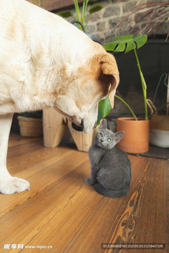 大狗与小猫亲密互动瞬间