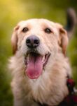 可爱金毛犬张嘴露舌