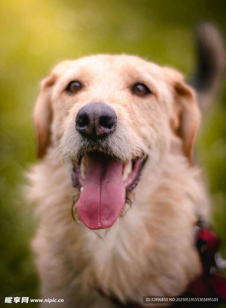 可爱金毛犬张嘴露舌