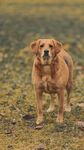 田野中的金毛犬