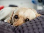 趴着的可爱拉布拉多犬