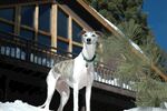 雪地中站立的优雅猎犬