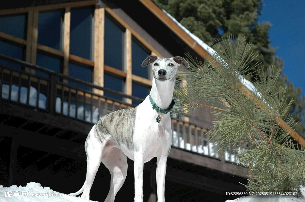雪地中站立的优雅猎犬