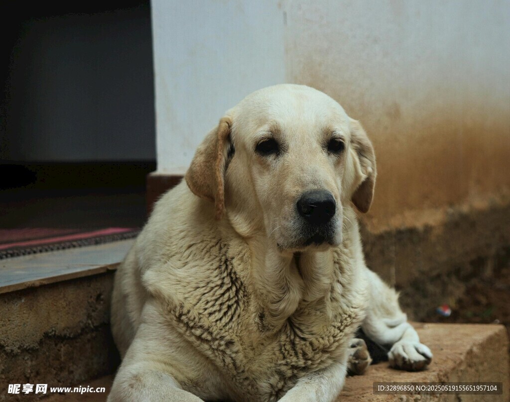 趴坐的金毛犬