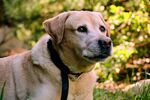 阳光下的拉布拉多犬