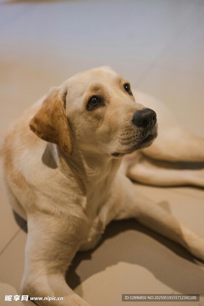 趴着的可爱拉布拉多犬