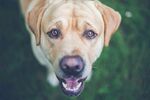 可爱拉布拉多犬的萌态