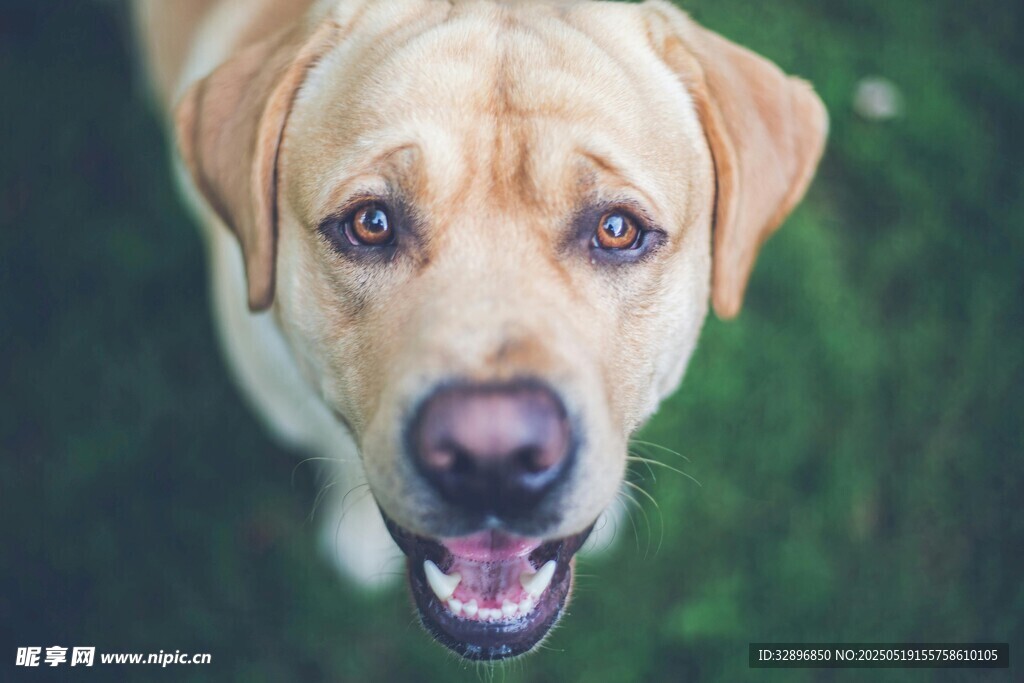 可爱拉布拉多犬的萌态
