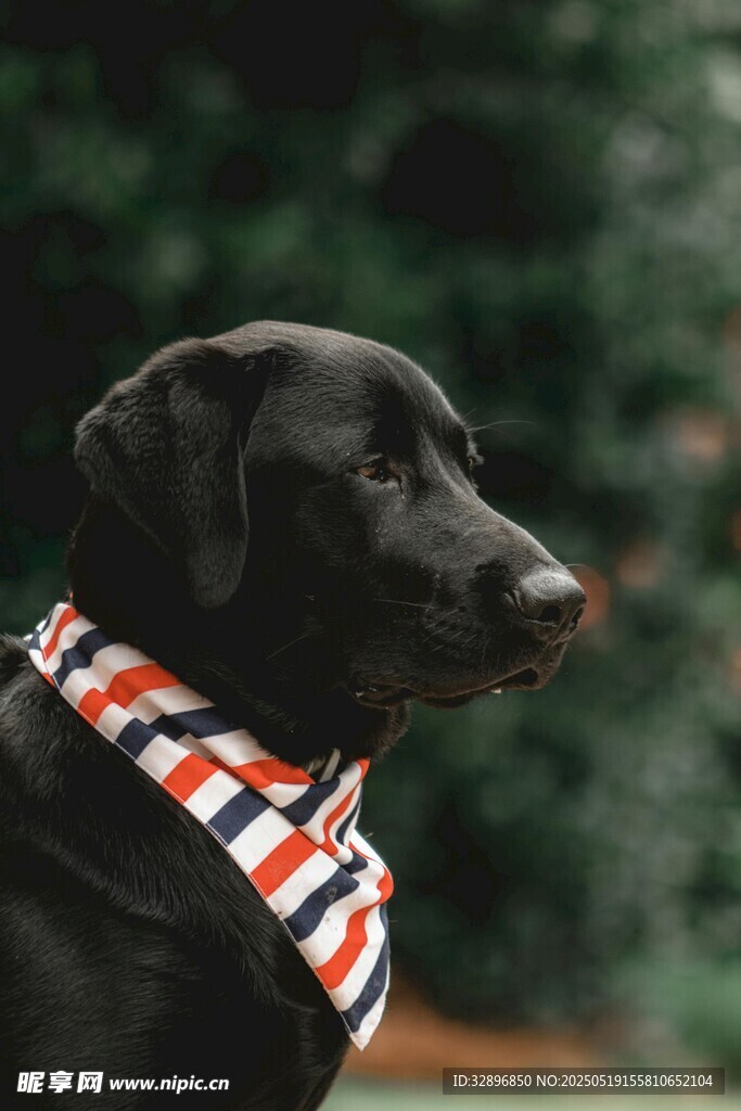 戴领巾的黑色拉布拉多犬