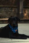 可爱黑犬戴蓝巾趴坐