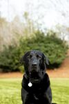 黑色拉布拉多犬坐于草地