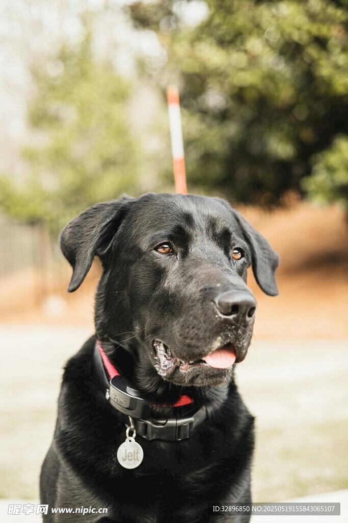 可爱黑拉布拉多犬特写