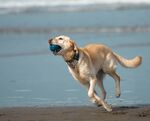 沙滩上奔跑叼球的金毛犬