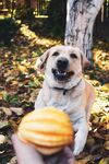 秋日萌犬盼食