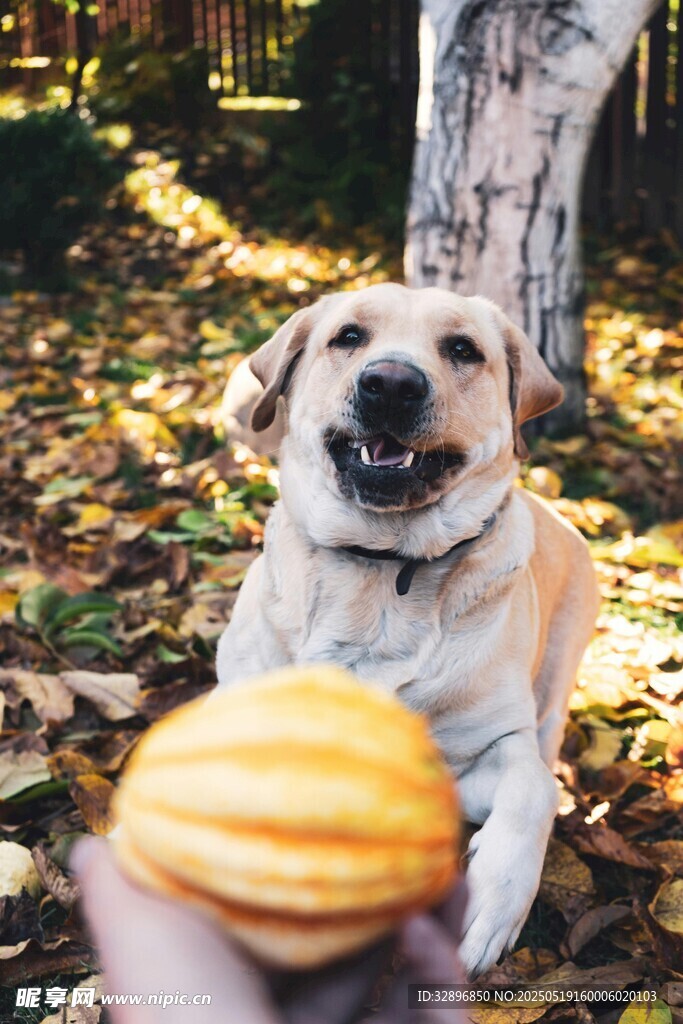 秋日萌犬盼食