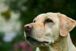 可爱拉布拉多犬侧颜特写