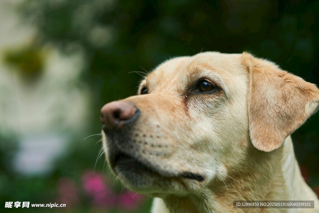 可爱拉布拉多犬侧颜特写