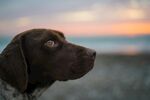 海边凝望的棕色猎犬