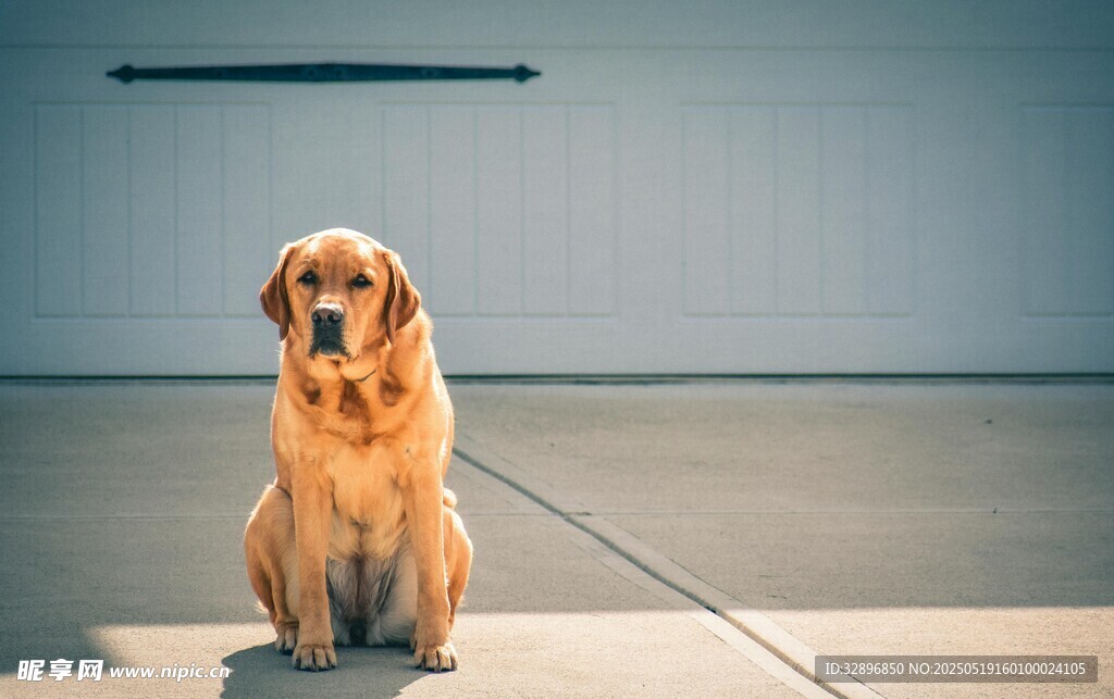 坐着的金毛犬