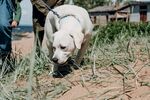 拉布拉多犬在户外嗅闻地面