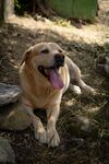 阳光下惬意的金毛犬
