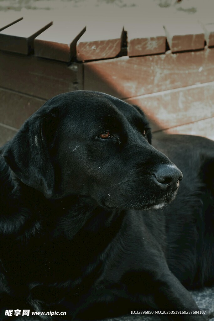 趴着的黑色拉布拉多犬