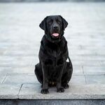 黑色拉布拉多犬端坐