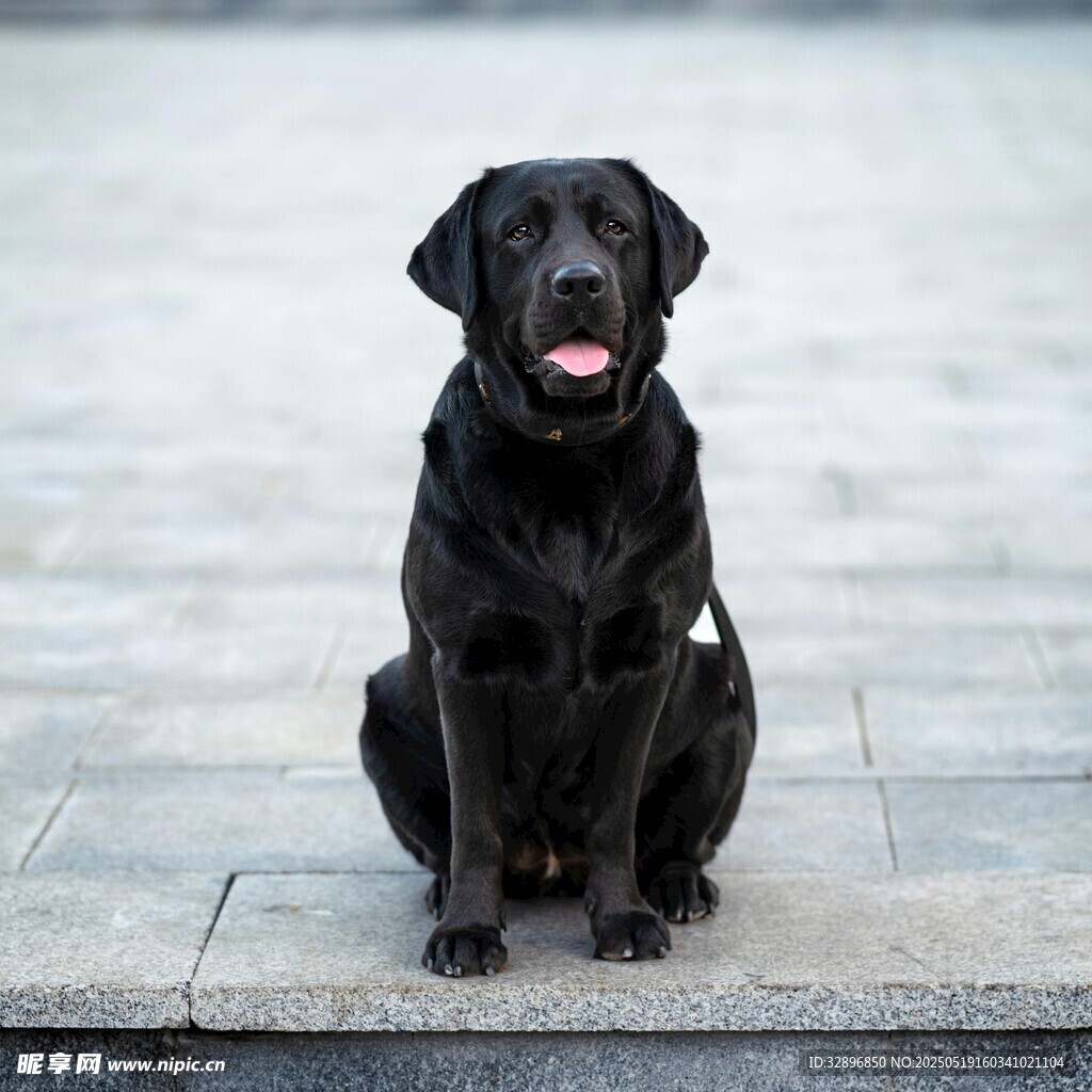黑色拉布拉多犬端坐
